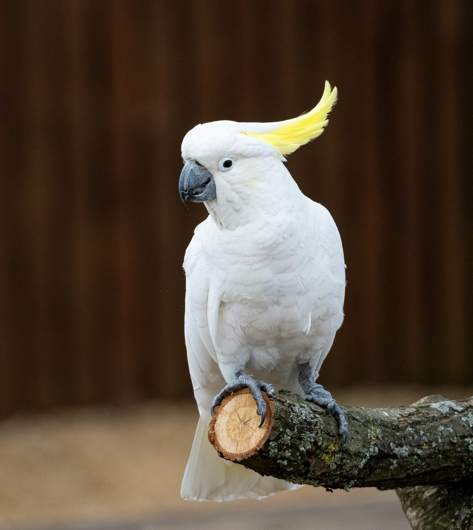 cockatoo for sale, birds for sale