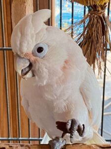 Cockatoo for sale near me
