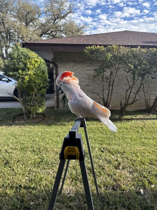 Moluccan Cockatoo For Sale