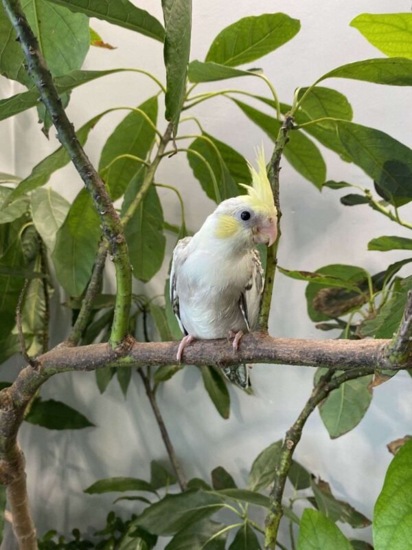 cockatiels for sale