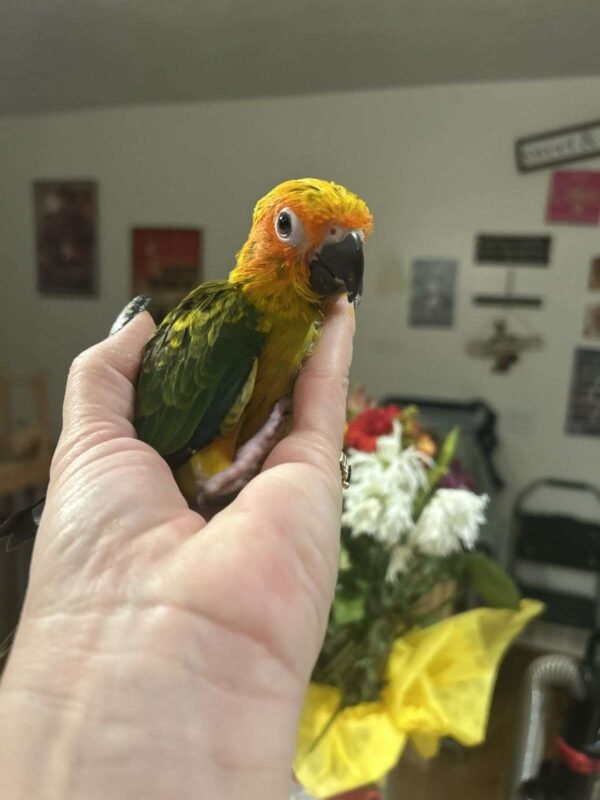 Sun Conure For Sale