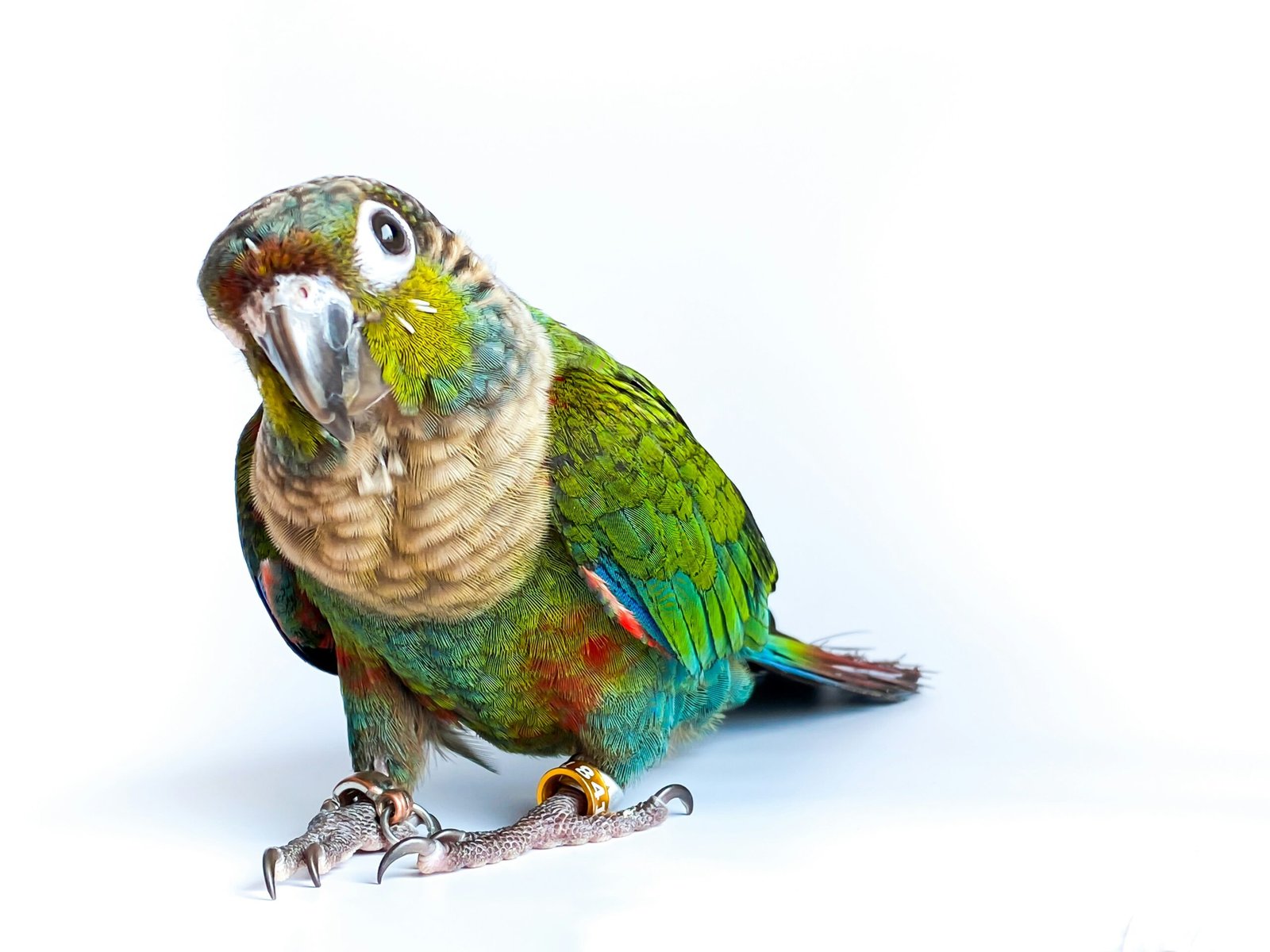 conure for sale