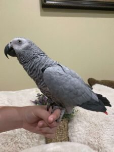African Gray Parrot For Sale