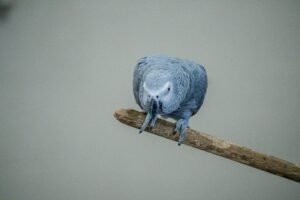 african grey parrots for sale