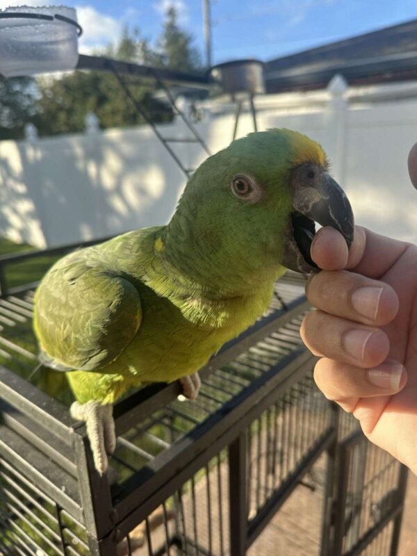 yellow naped amazon parrot for sale
